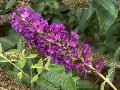 Guinievere Butterfly Bush